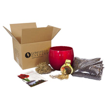 Longfield Gardens Amaryllis Bulb with Container