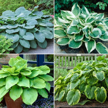 LongfieldGardensAstilbesandHostaShadeGardens - Brands For Less USA