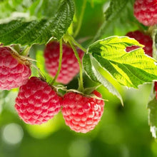 LongfieldGardensBarerootFruit2 - Brands For Less USA