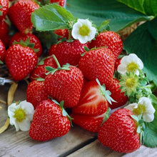 Longfield Gardens Bareroot Fruit Collections - Brands For Less USA