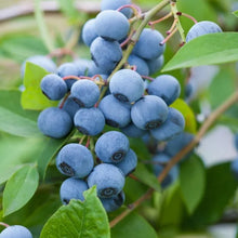 Longfield Gardens Bareroot Fruit Collections - Brands For Less USA