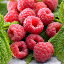 Longfield Gardens Bareroot Fruit Collections - Brands For Less USA