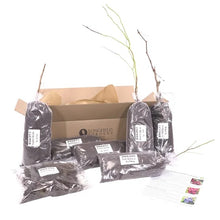 Longfield Gardens Bareroot Fruit Collections - Brands For Less USA