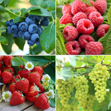 Longfield Gardens Bareroot Fruit Collections - Brands For Less USA