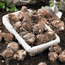 LongfieldGardensCaladiums3 - Brands For Less USA