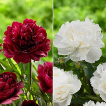LongfieldGardensClassicPeonyCollection_8Plants1 - Brands For Less USA