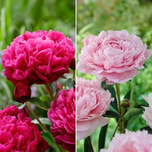 LongfieldGardensClassicPeonyCollection_8Plants2 - Brands For Less USA