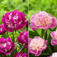 LongfieldGardensClassicPeonyCollection_8Plants3 - Brands For Less USA