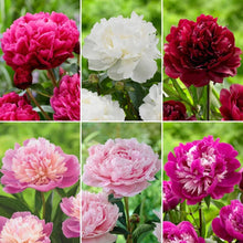 LongfieldGardensClassicPeonyCollection_8Plants - Brands For Less USA