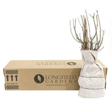 LongfieldGardensLilac_s2 - Brands For Less USA