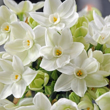 Longfield Gardens Paperwhite ‘Ziva’, 5 Bulbs with Bird’s Nest