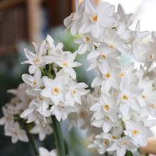 Longfield Gardens Paperwhite ‘Ziva’, 5 Bulbs with Bird’s Nest