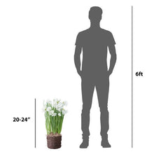 Longfield Gardens Paperwhite ‘Ziva’, 5 Bulbs with Bird’s Nest