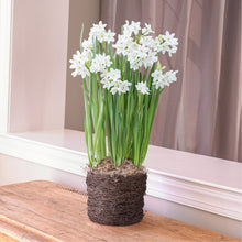 Longfield Gardens Paperwhite ‘Ziva’, 5 Bulbs with Bird’s Nest