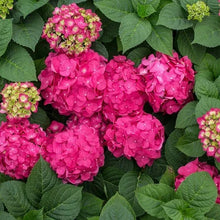 LongfieldGardensPinkRedHydrangea_s1 - Brands For Less USA