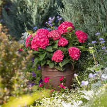 LongfieldGardensPinkRedHydrangea_s2 - Brands For Less USA