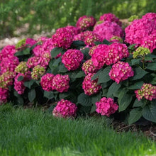 LongfieldGardensPinkRedHydrangea_s3 - Brands For Less USA