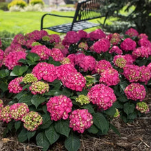 LongfieldGardensPinkRedHydrangea_s4 - Brands For Less USA
