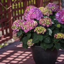 LongfieldGardensPinkRedHydrangea_s5 - Brands For Less USA
