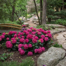 LongfieldGardensPinkRedHydrangea_s6 - Brands For Less USA