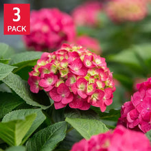 LongfieldGardensPinkRedHydrangea_s - Brands For Less USA