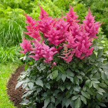 LongfieldGardensShadeLovingPerennialCollection1 - Brands For Less USA