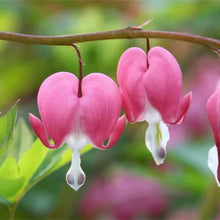 LongfieldGardensShadeLovingPerennialCollection2 - Brands For Less USA