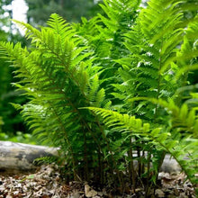 LongfieldGardensShadeLovingPerennialCollection3 - Brands For Less USA
