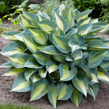 LongfieldGardensShadeLovingPerennialCollection4 - Brands For Less USA