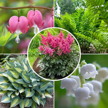 LongfieldGardensShadeLovingPerennialCollection - Brands For Less USA