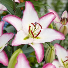 LongfieldGardensSunLovingPerennialCollection1 - Brands For Less USA