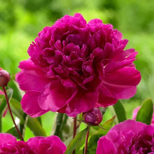 LongfieldGardensSunLovingPerennialCollection2 - Brands For Less USA