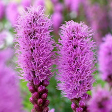 LongfieldGardensSunLovingPerennialCollection3 - Brands For Less USA