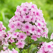 LongfieldGardensSunLovingPerennialCollection4 - Brands For Less USA