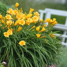 LongfieldGardensSunLovingPerennialCollection5 - Brands For Less USA