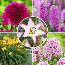 LongfieldGardensSunLovingPerennialCollection - Brands For Less USA