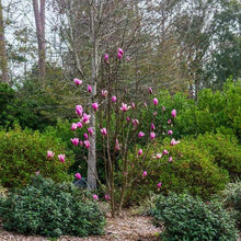 Magnolia Tree 3 Gallon, 2-pack - Brands For Less USA