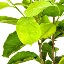 Magnolia Tree 3 Gallon, 2-pack - Brands For Less USA