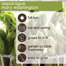 Member-sMarkAsparagusMaryWashington-24pk3-_6 - Brands For Less USA