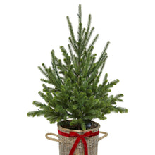Member's Mark 48" Pre-Lit Topiary in Woven Basket