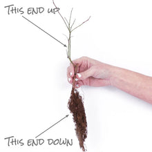 Member_sMarkBlueberryMisty_Sharpblue_2pk2 - Brands For Less USA