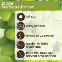 Member_sMarkGrapeHimrodWhiteSeedless_2pk3 - Brands For Less USA