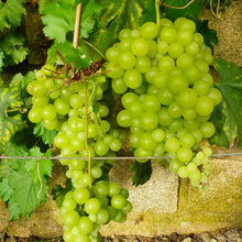 Member_sMarkGrapeHimrodWhiteSeedless_2pk5 - Brands For Less USA