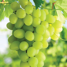 Member_sMarkGrapeHimrodWhiteSeedless_2pk6 - Brands For Less USA