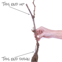 Member_sMarkGrapeSeedlessCandice_Concord_2pk2 - Brands For Less USA