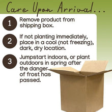 Member_sMarkGrapeSeedlessCandice_Concord_2pk - Brands For Less USA