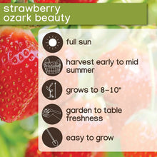 Member_sMarkStrawberryOzarkBeauty_40pk3 - Brands For Less USA