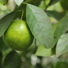 MexicanKeyLimeSemi-Dwarf1 - Brands For Less USA