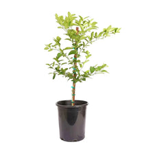 MexicanKeyLimeSemi-Dwarf - Brands For Less USA