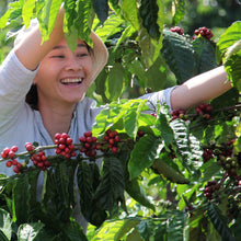 NESCAFE Taster's Choice Decaf Instant Coffee, House Blend, Light-Medium Roast,14 oz